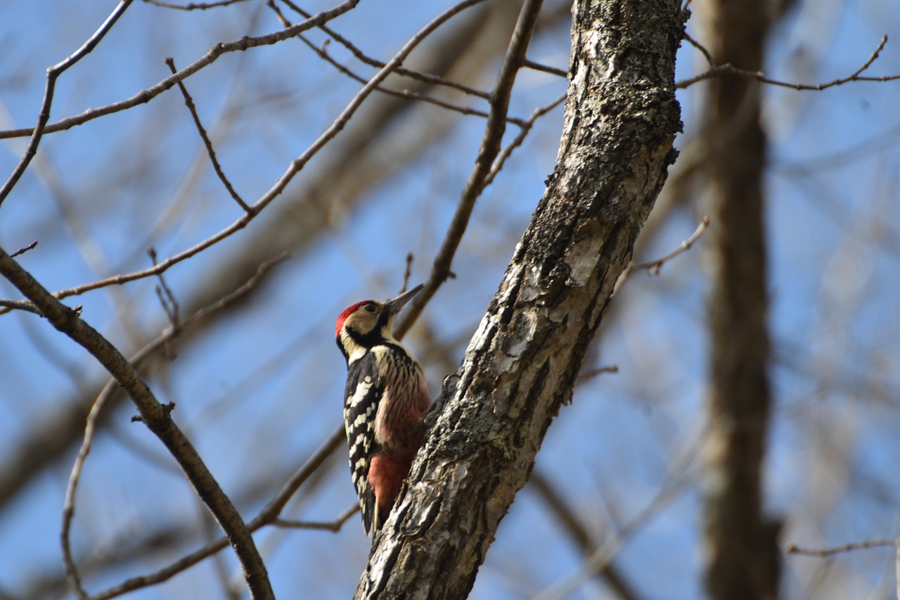 Wood bird