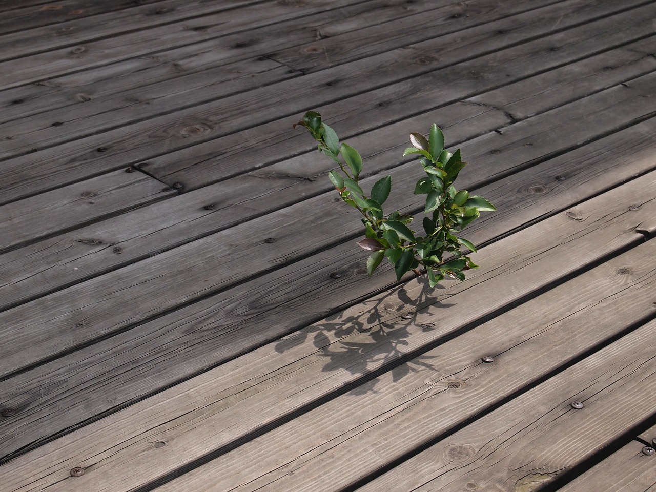 Wood lives. Wooden Plank Path. Wood Life.