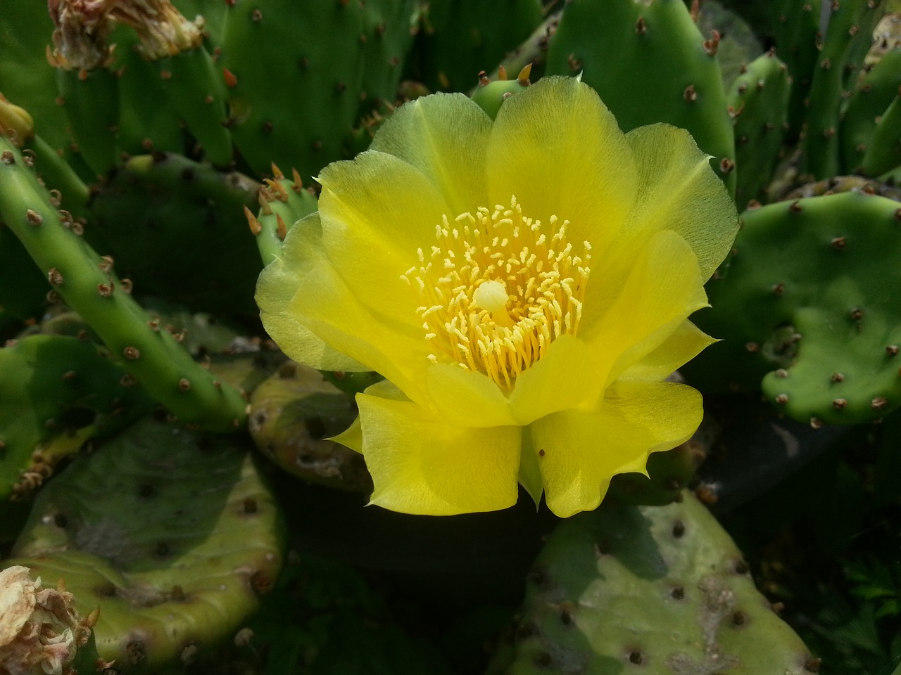 Кактус с желтыми цветами фото Download free photo of Yellow flowers,yellow cactus flower,cactus,free pictures,