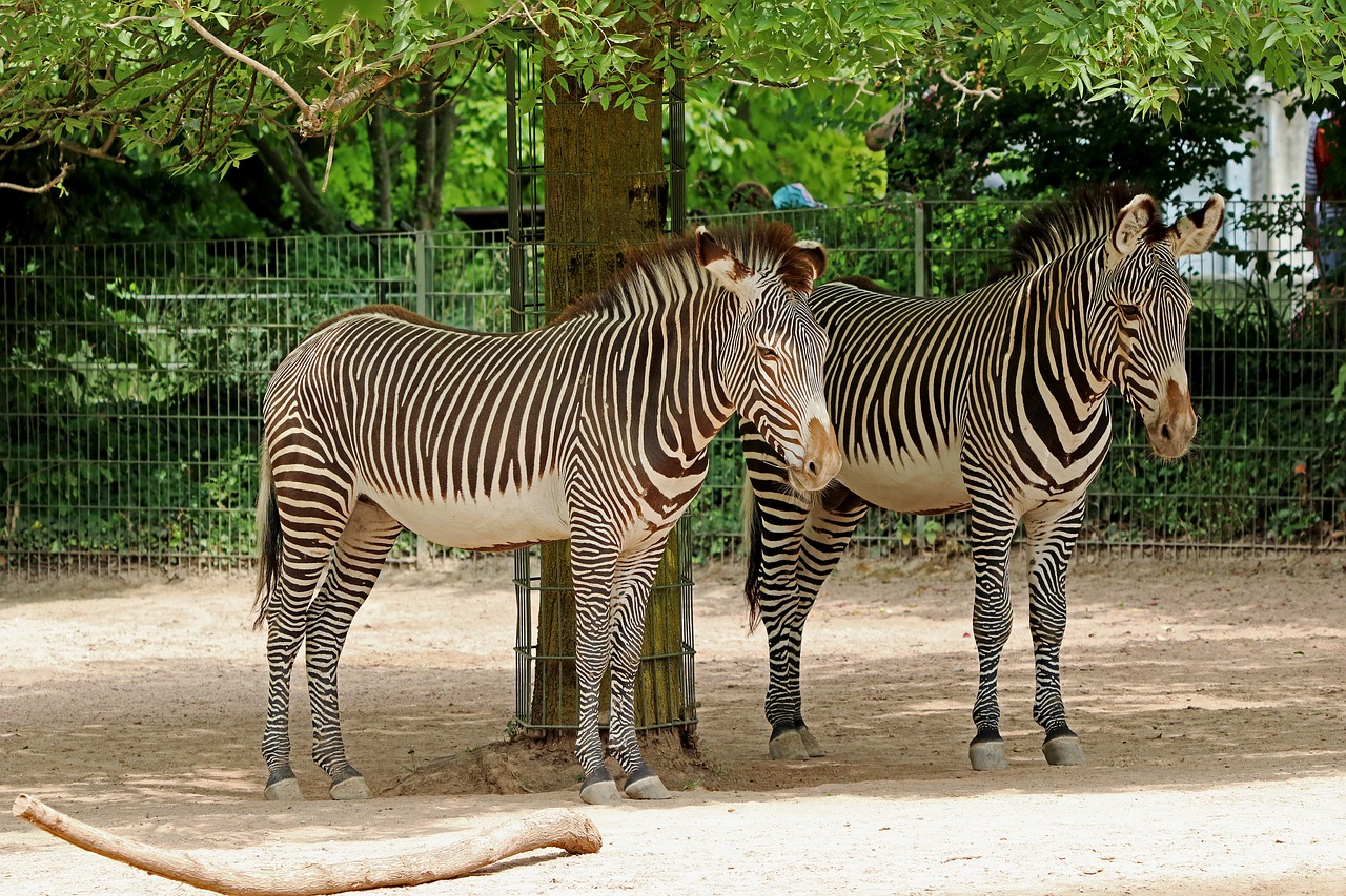 Зоопарк в Африке