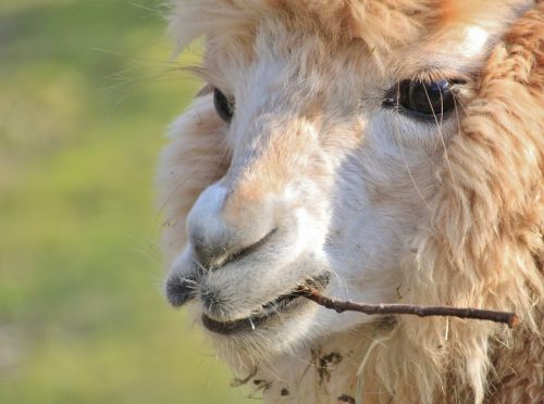 Alpaca, Isolated, Animal, Nature, Mammal - Lama Face, HD Png Download -  960x640(#888659) - PngFind