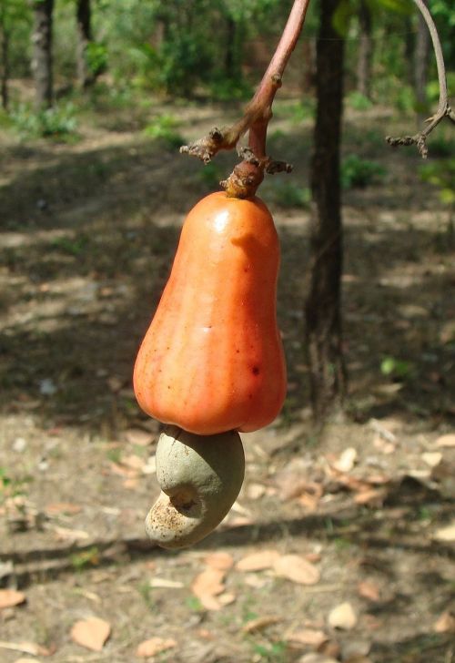 cashew nut tree images
