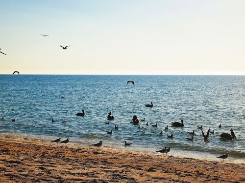 Download Free Photo Of Horizon Birds Ocean Landscape Blue From