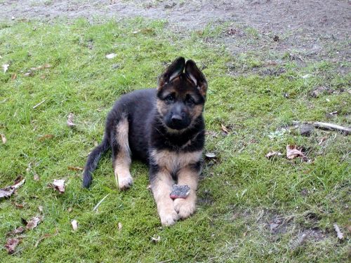 Download free photo of Schäfer dog,puppy,dog,animal,cute - from needpix.com